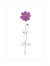 Purple Cosmos