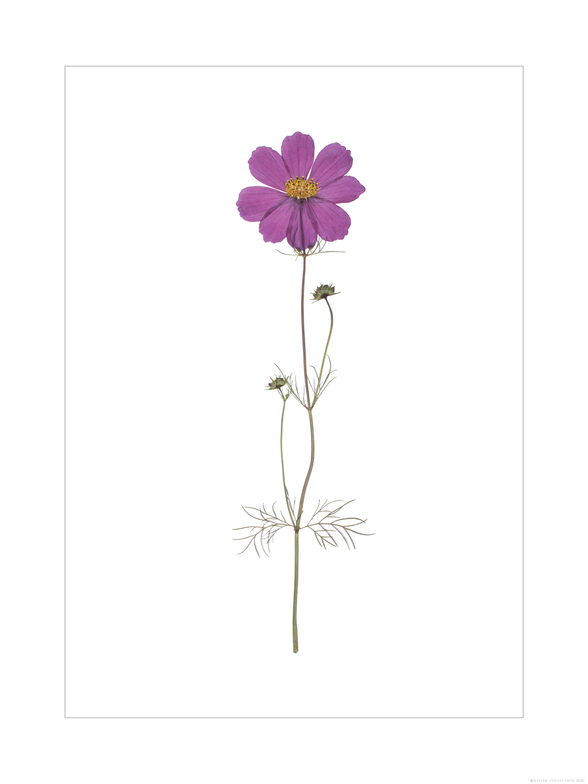 Purple Cosmos