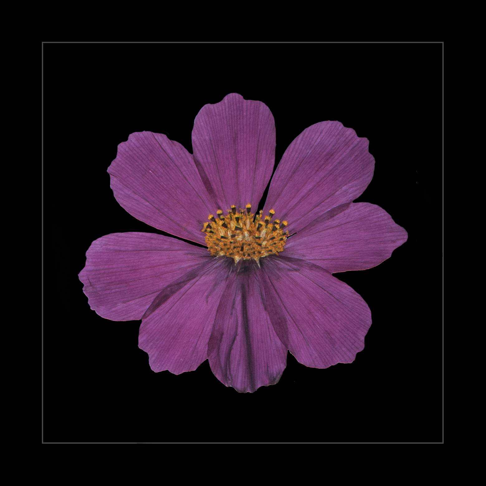 Purple Cosmos Head