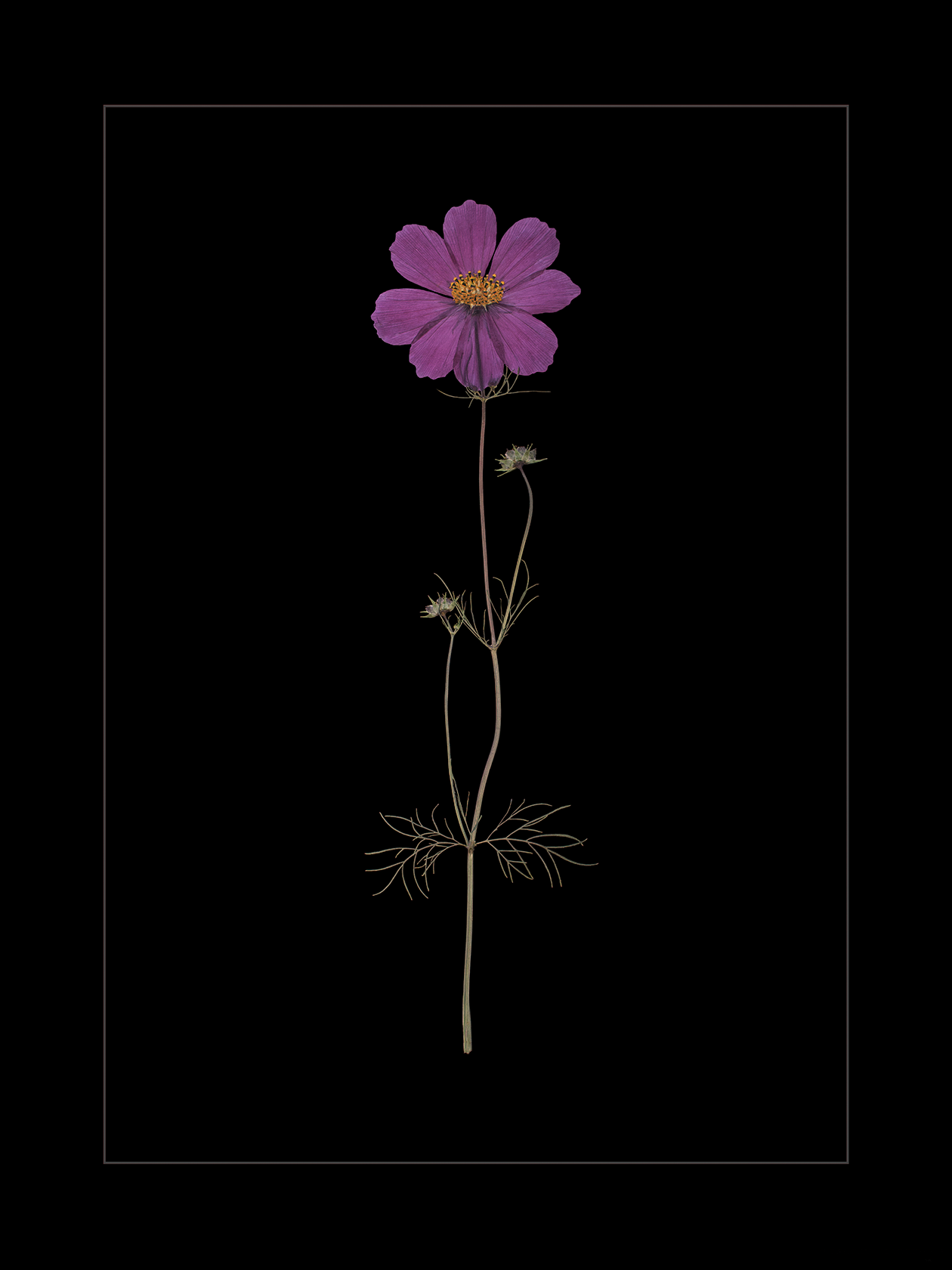 Purple Cosmos