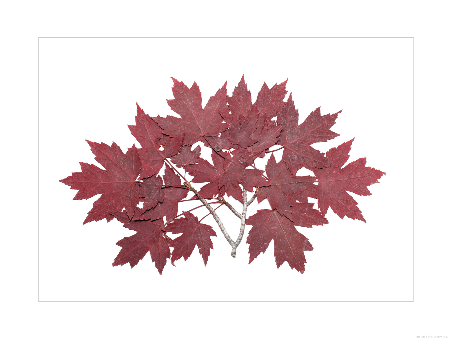 Red Maple Branch