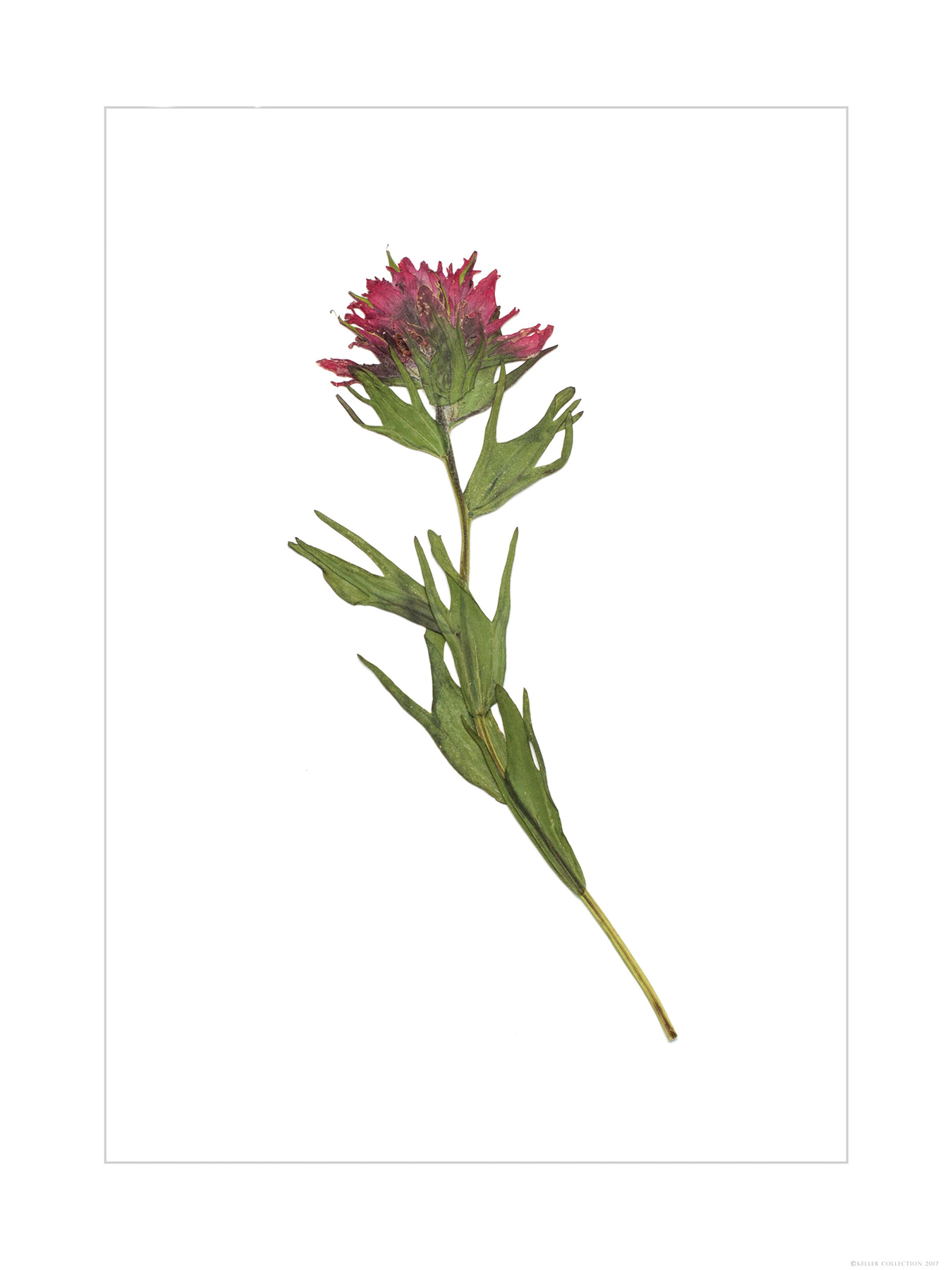 Signature Indian Paintbrush