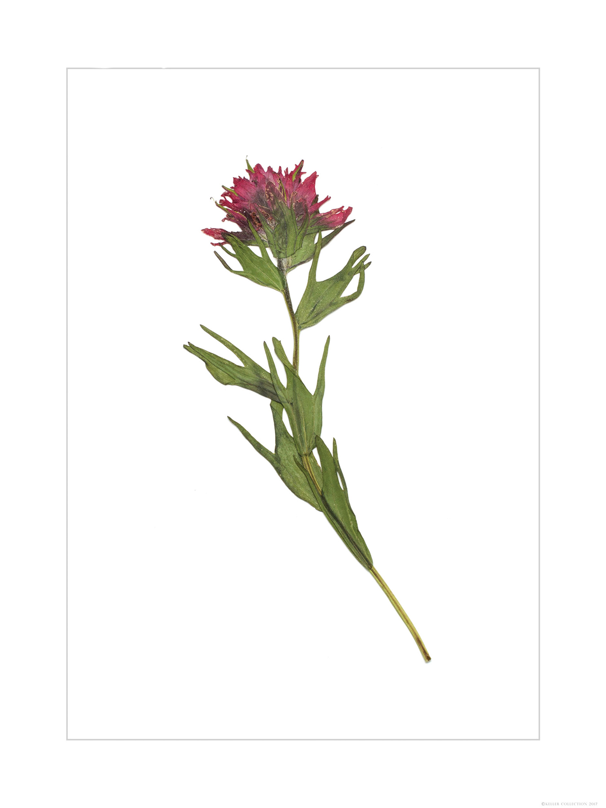 Signature Indian Paintbrush