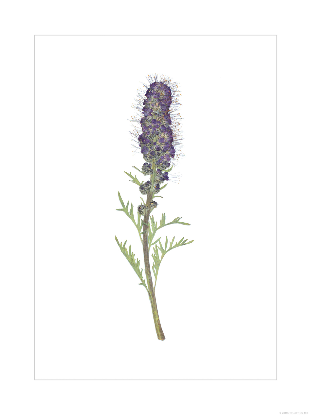 Silky Phacelia