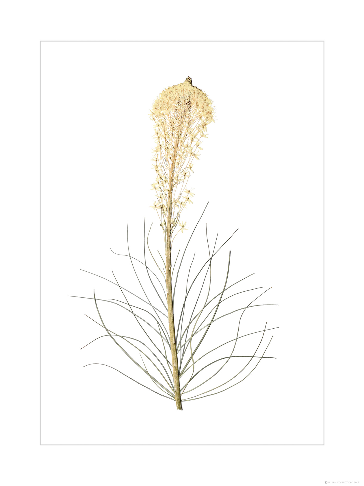 Single Beargrass