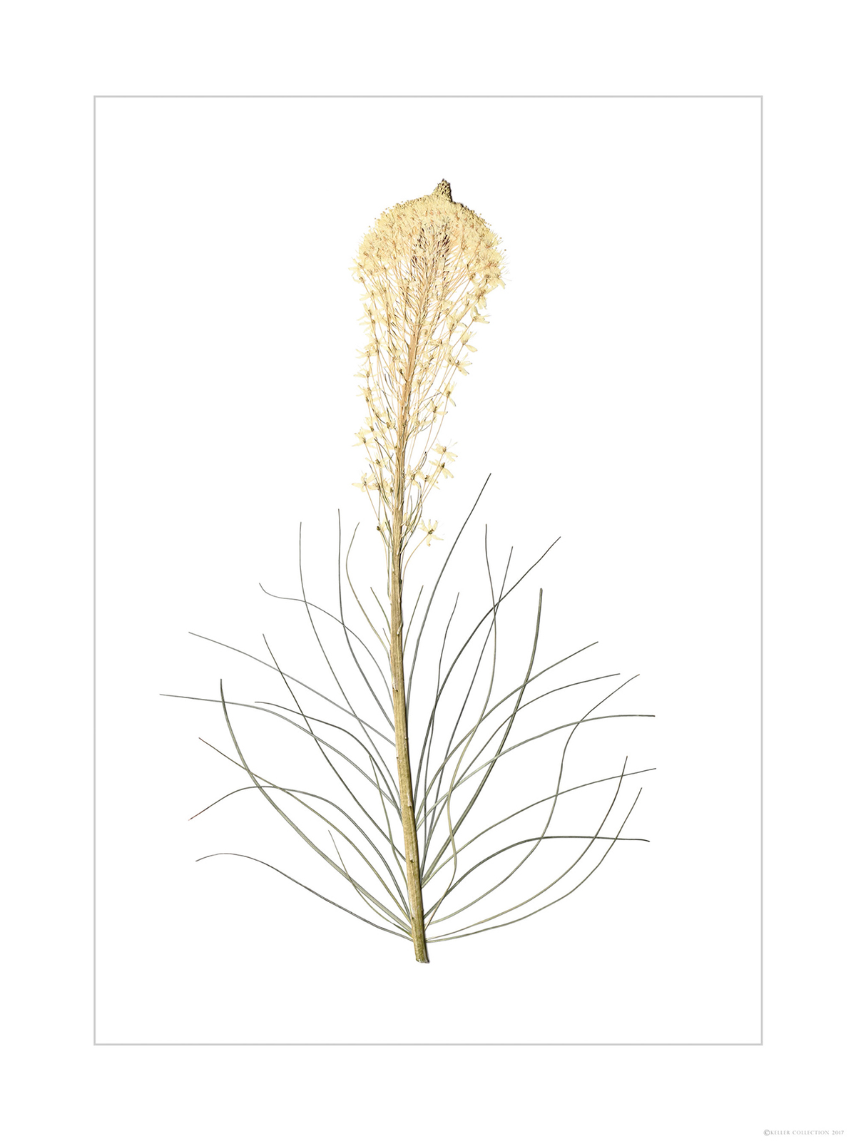 Single Beargrass