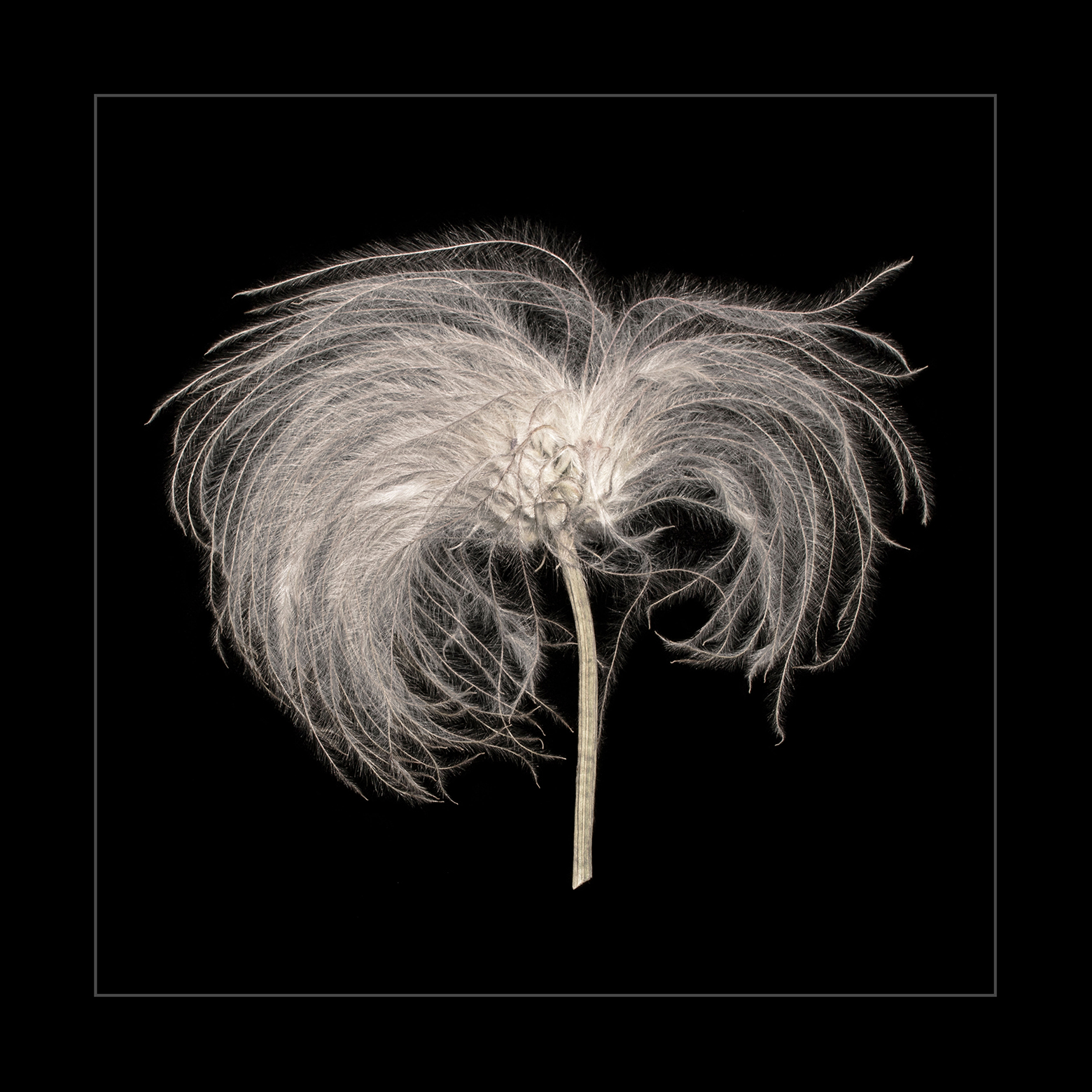 Sugarbowl Clematis Head 1