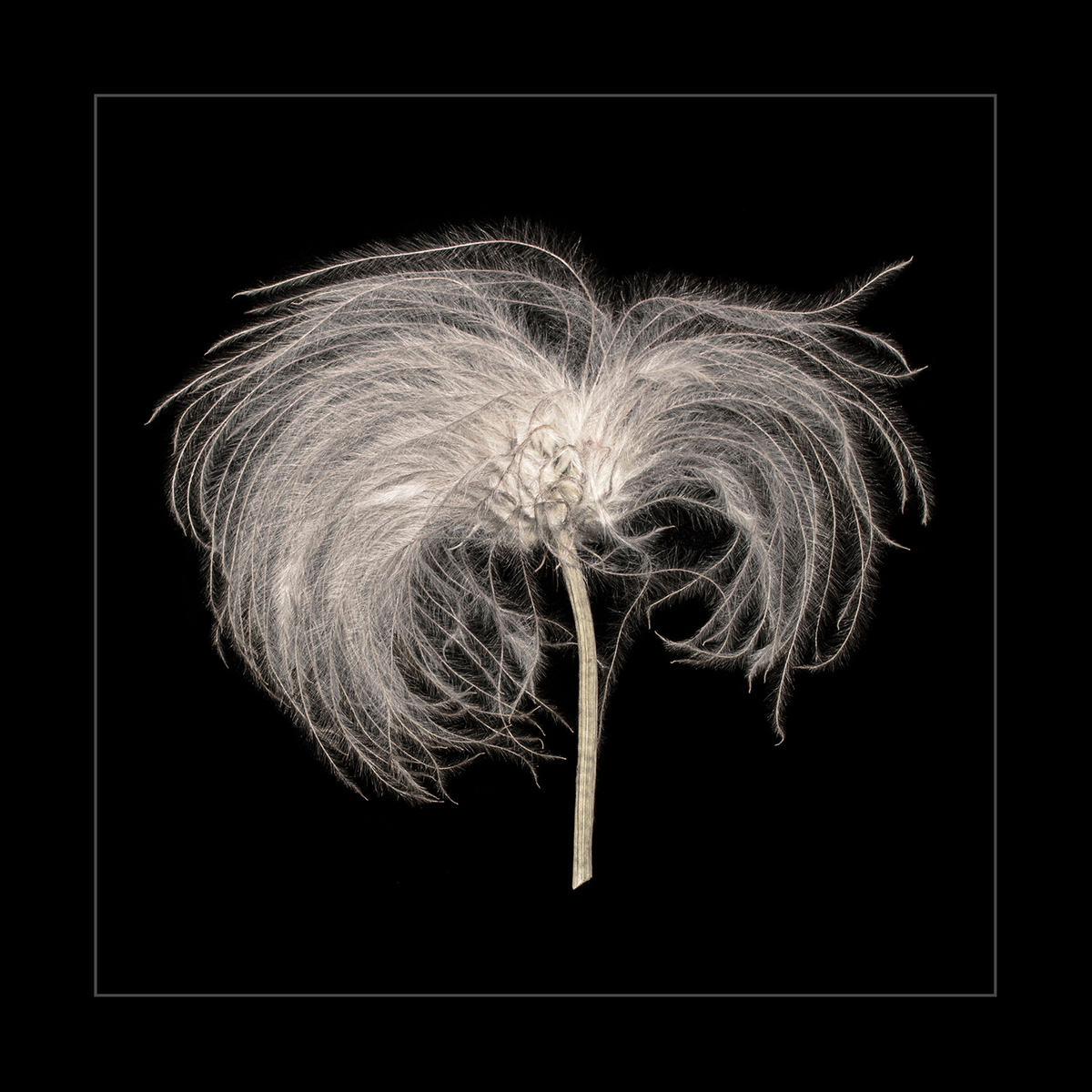 Sugarbowl Clematis Head 1