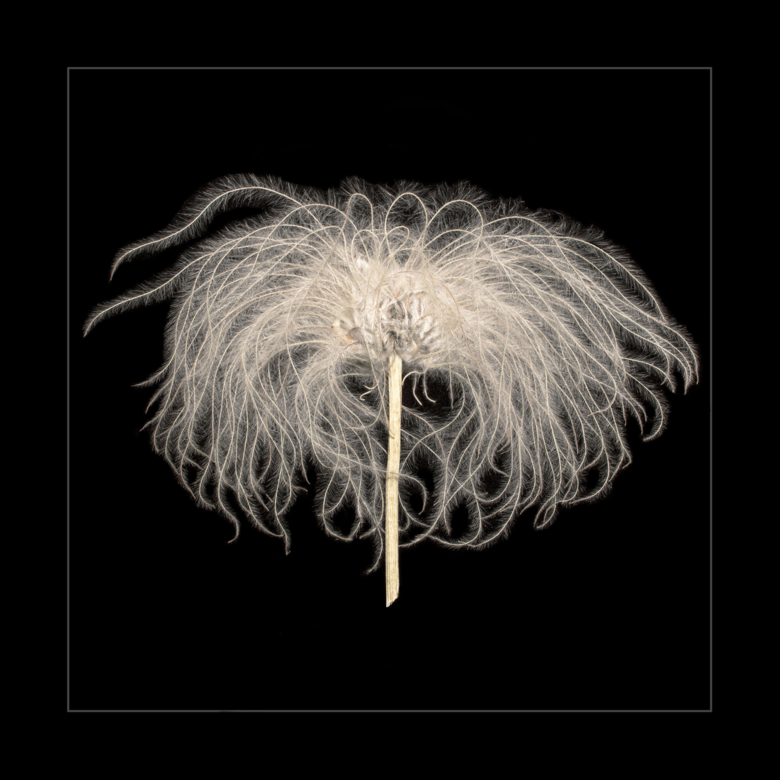 Sugarbowl Clematis Head 2