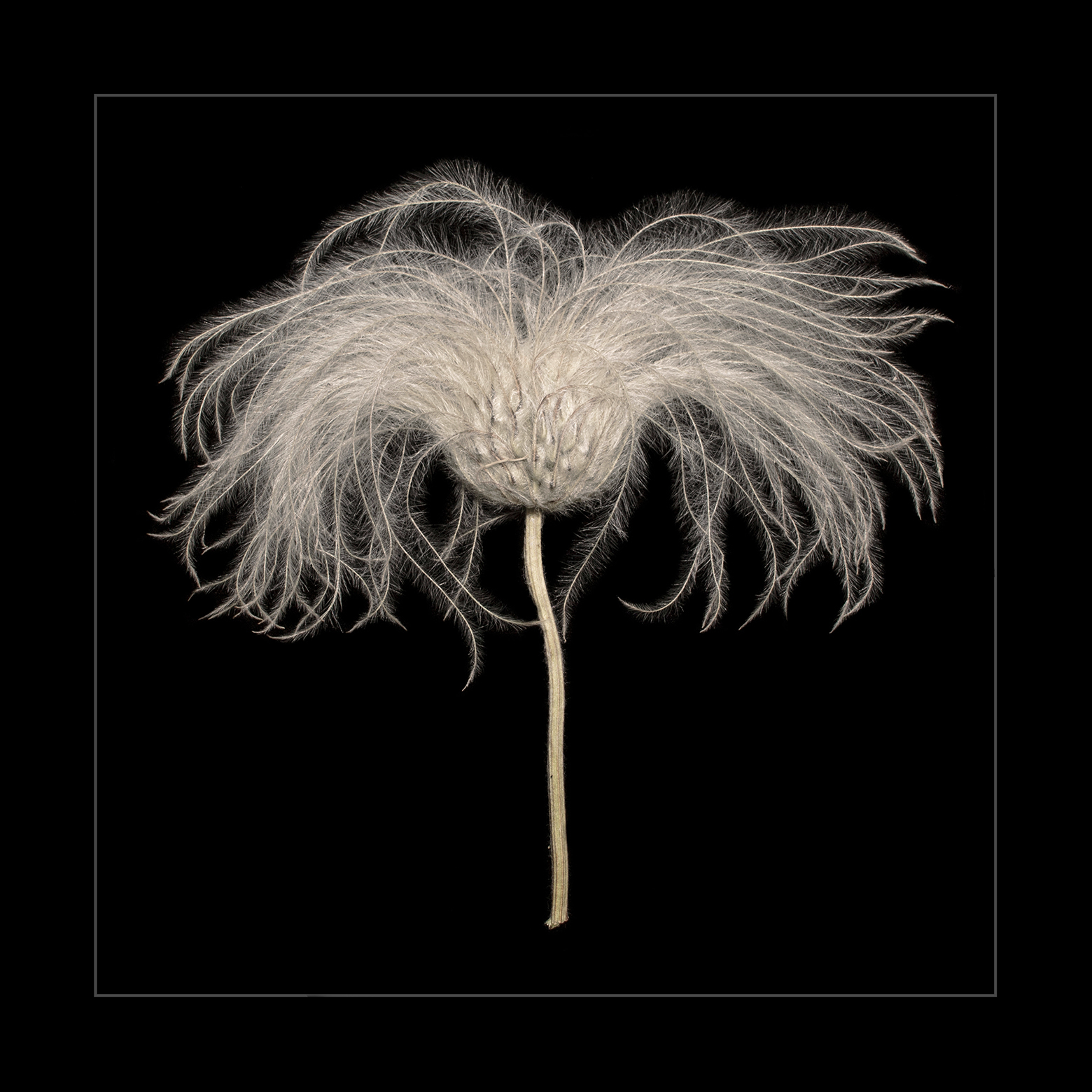 Sugarbowl Clematis Head 3