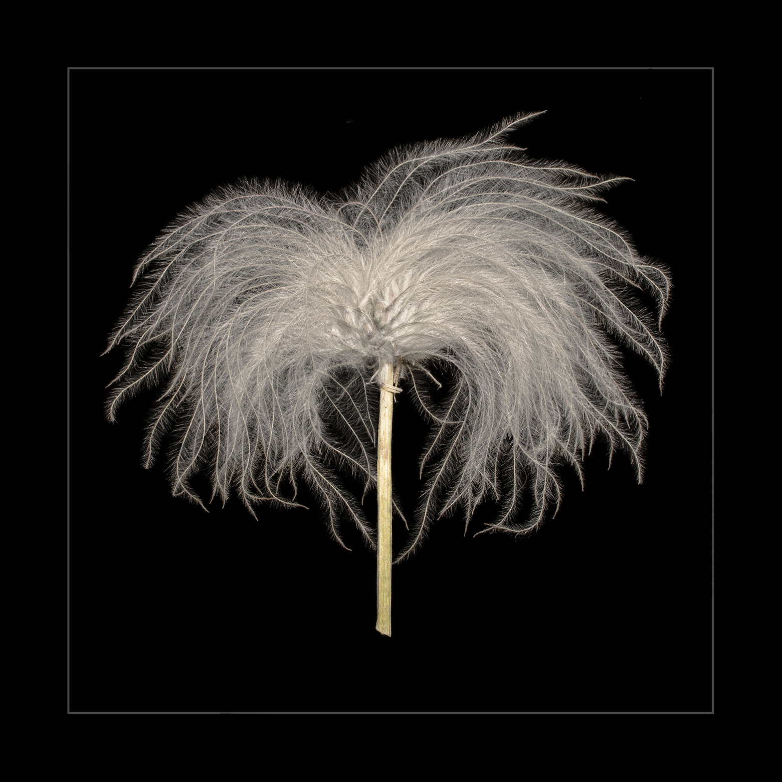 Sugarbowl clematis Head 4