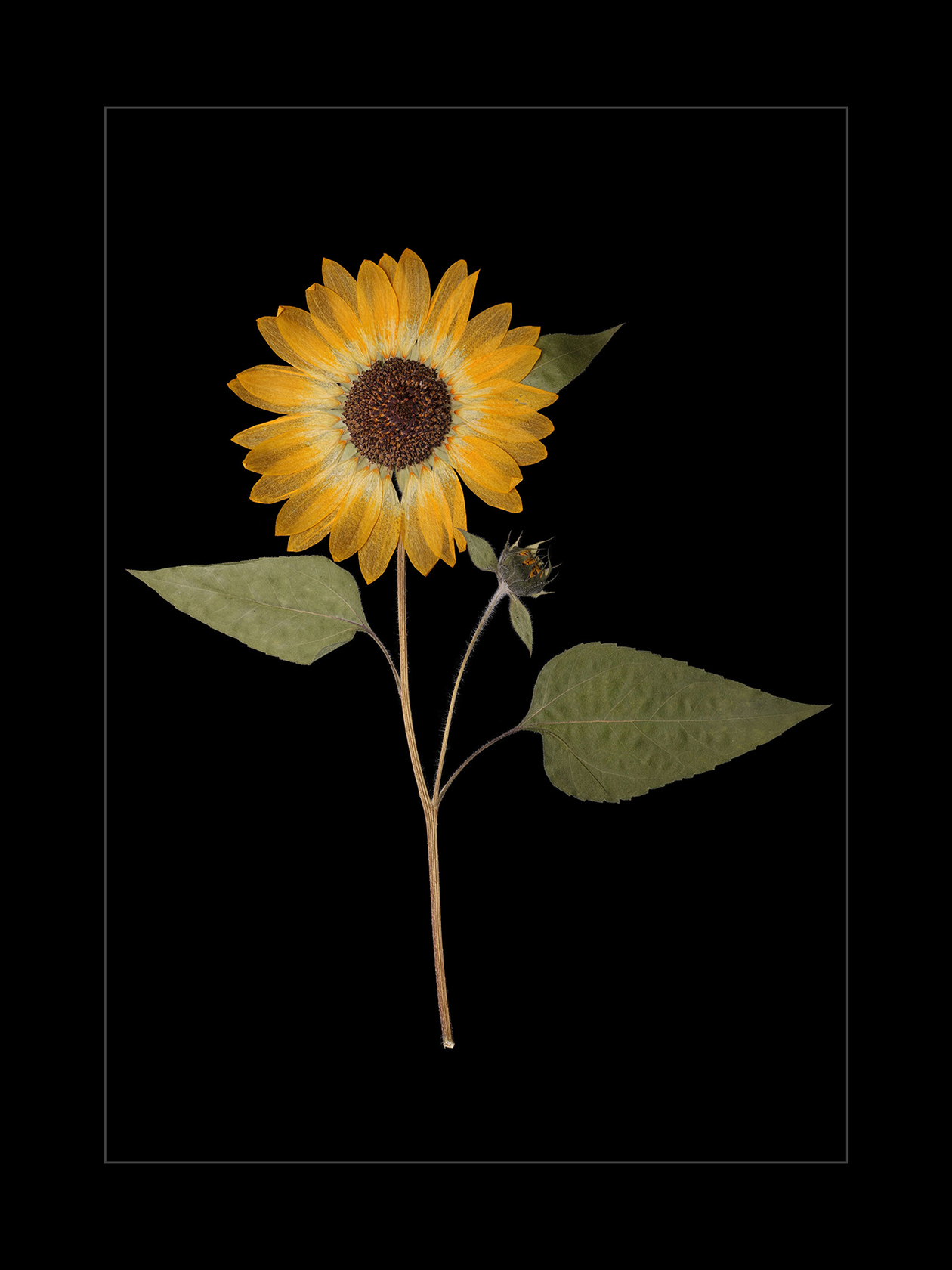 Sunflower 2