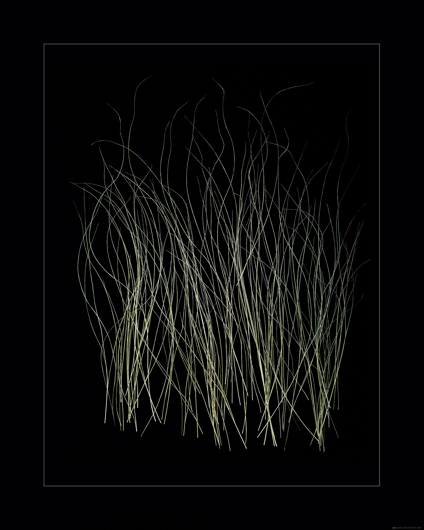 Sweetgrass