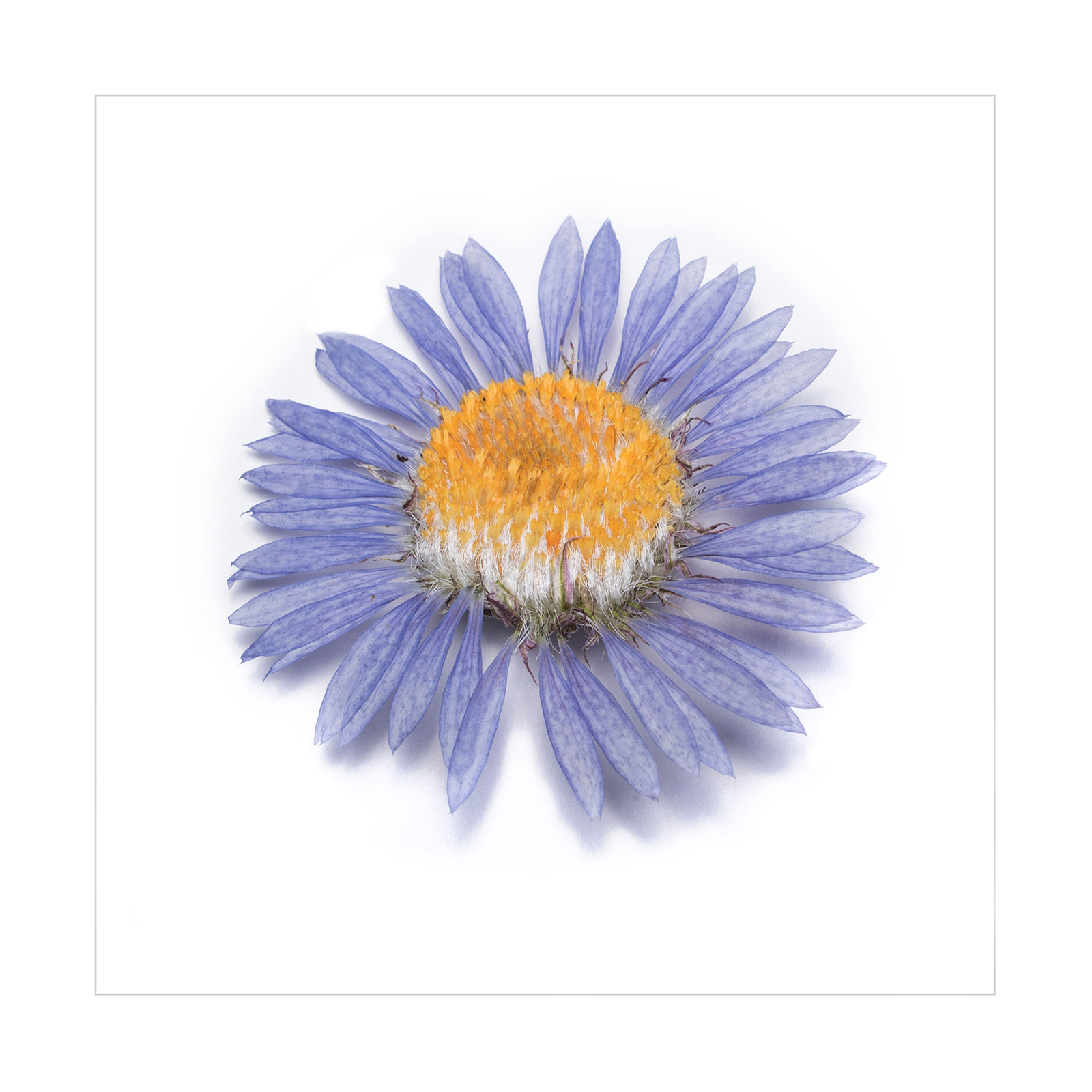 Townsendia Flower