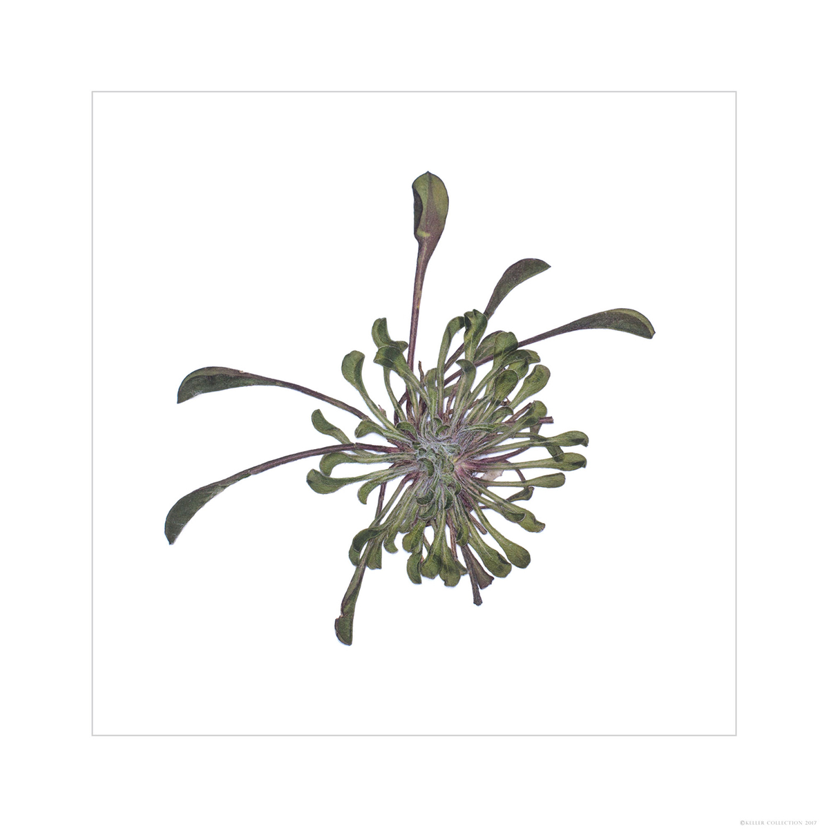 Townsendia Foliage