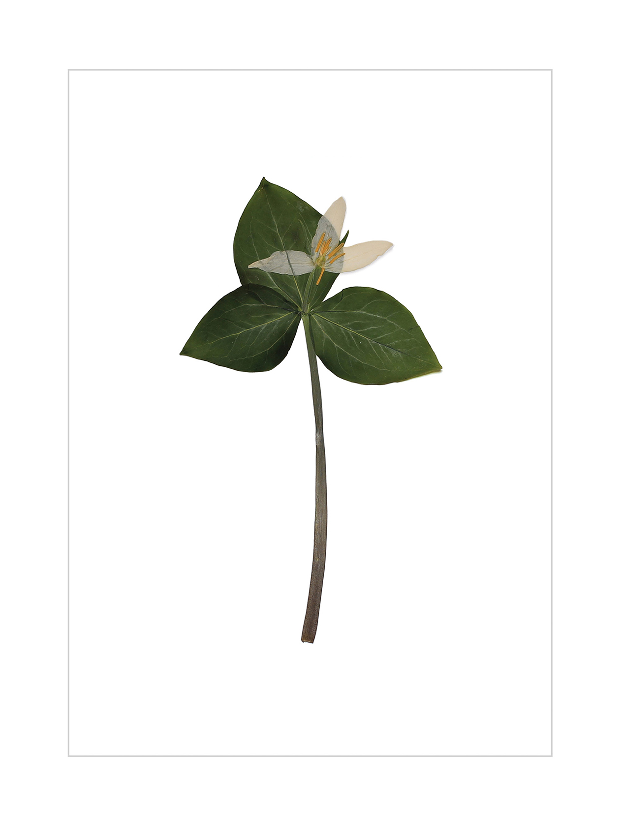Trillium
