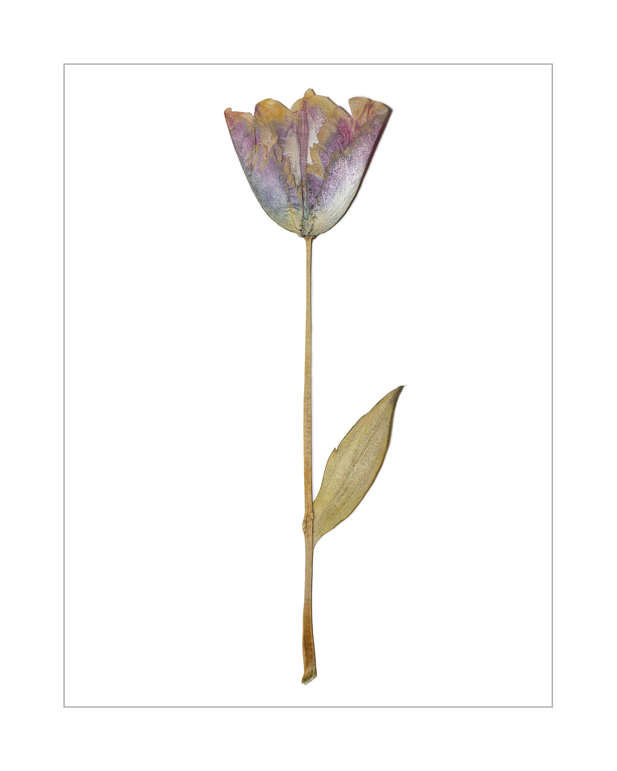Tulip