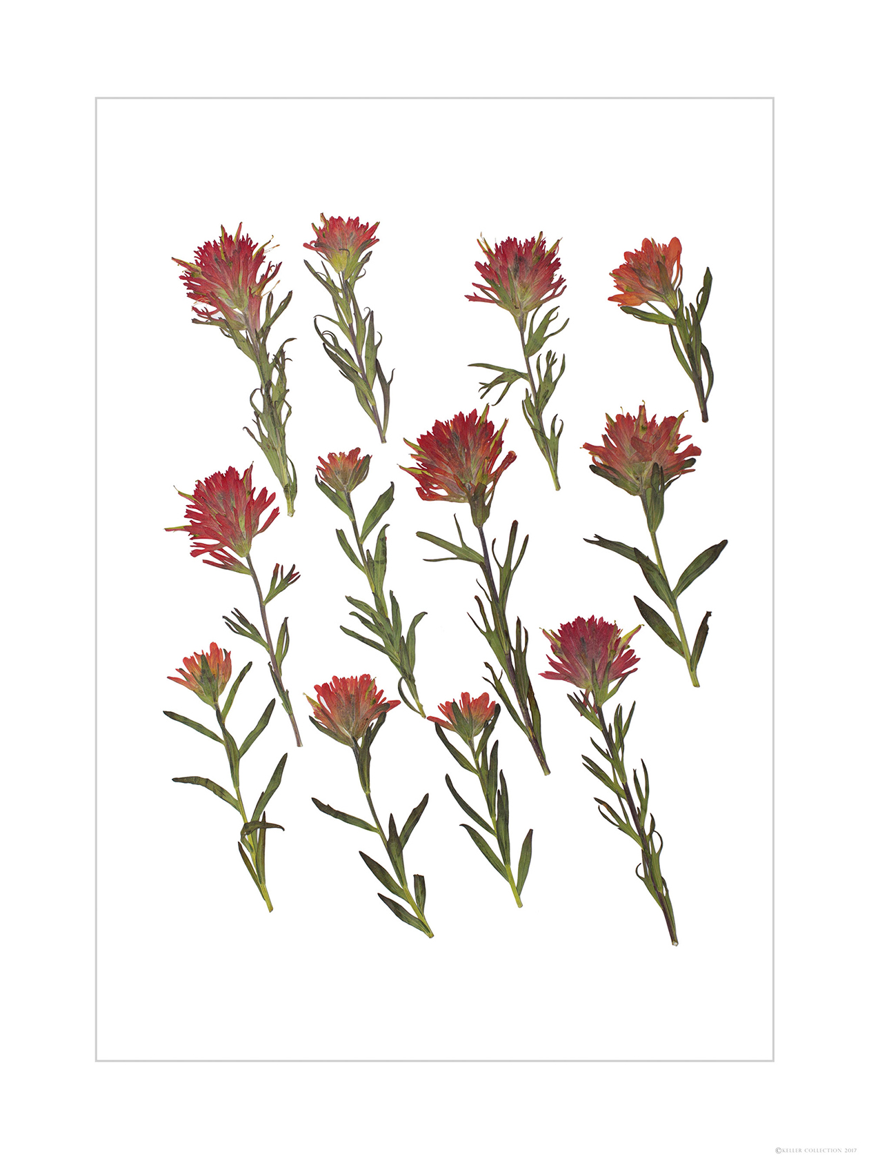 Dozen Indian Paintbrush (vertical-orientation)