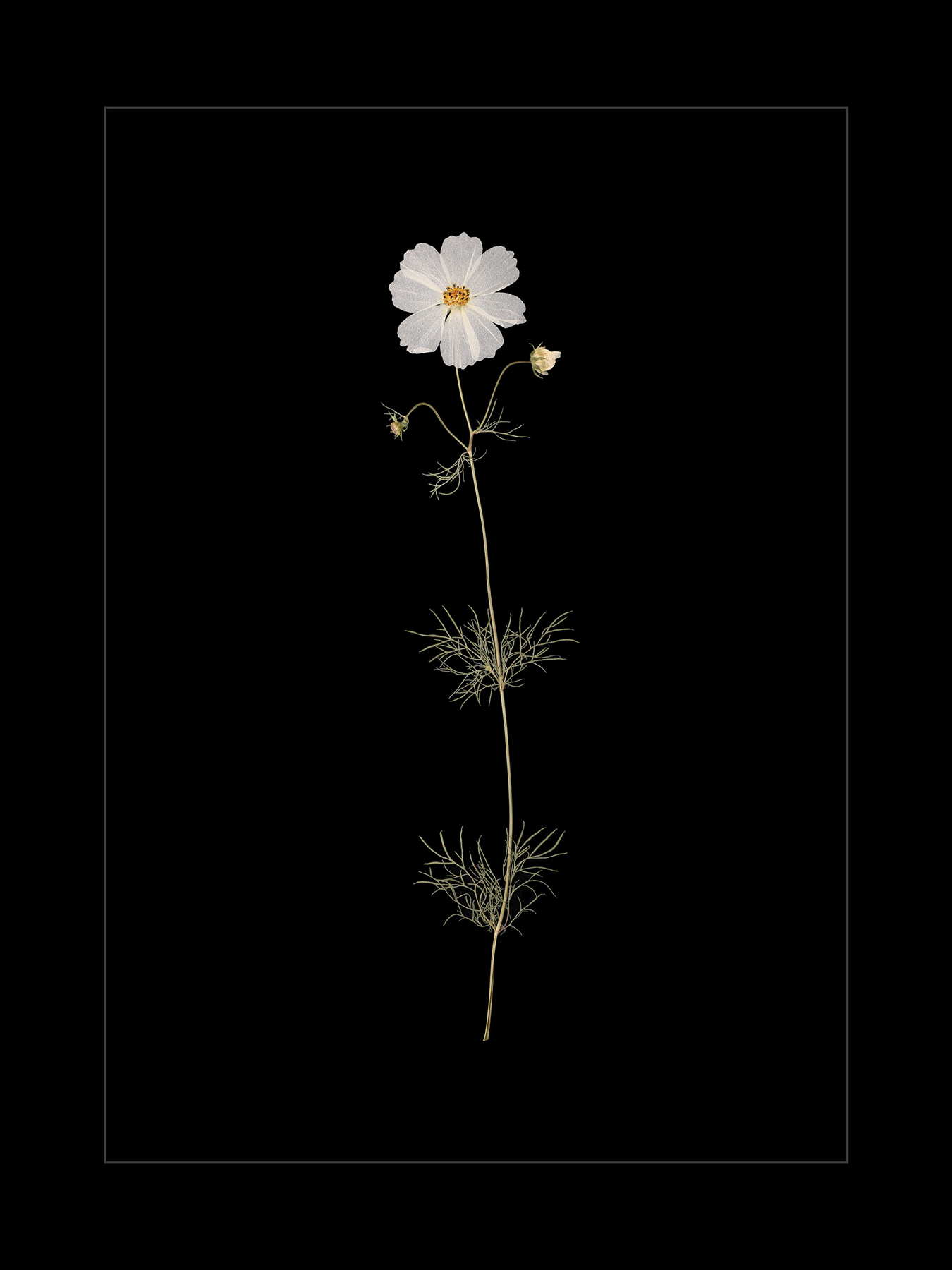 White Cosmos