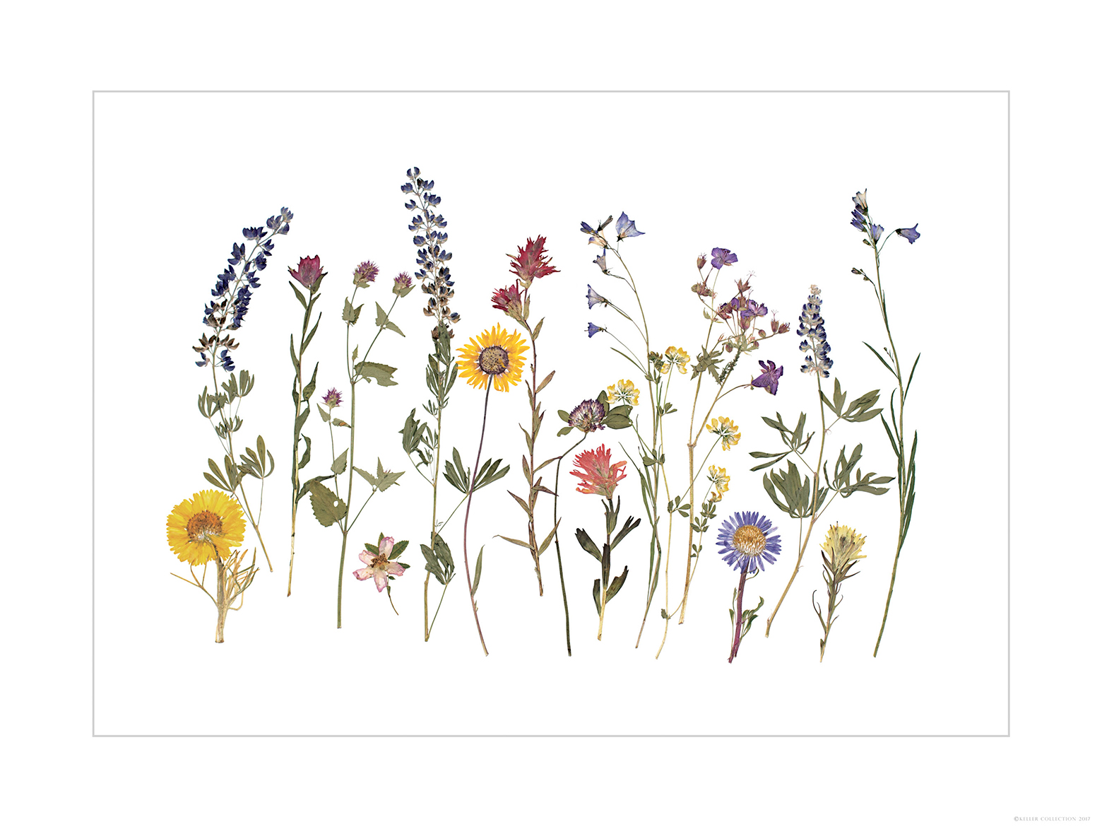 Wildflower Montage