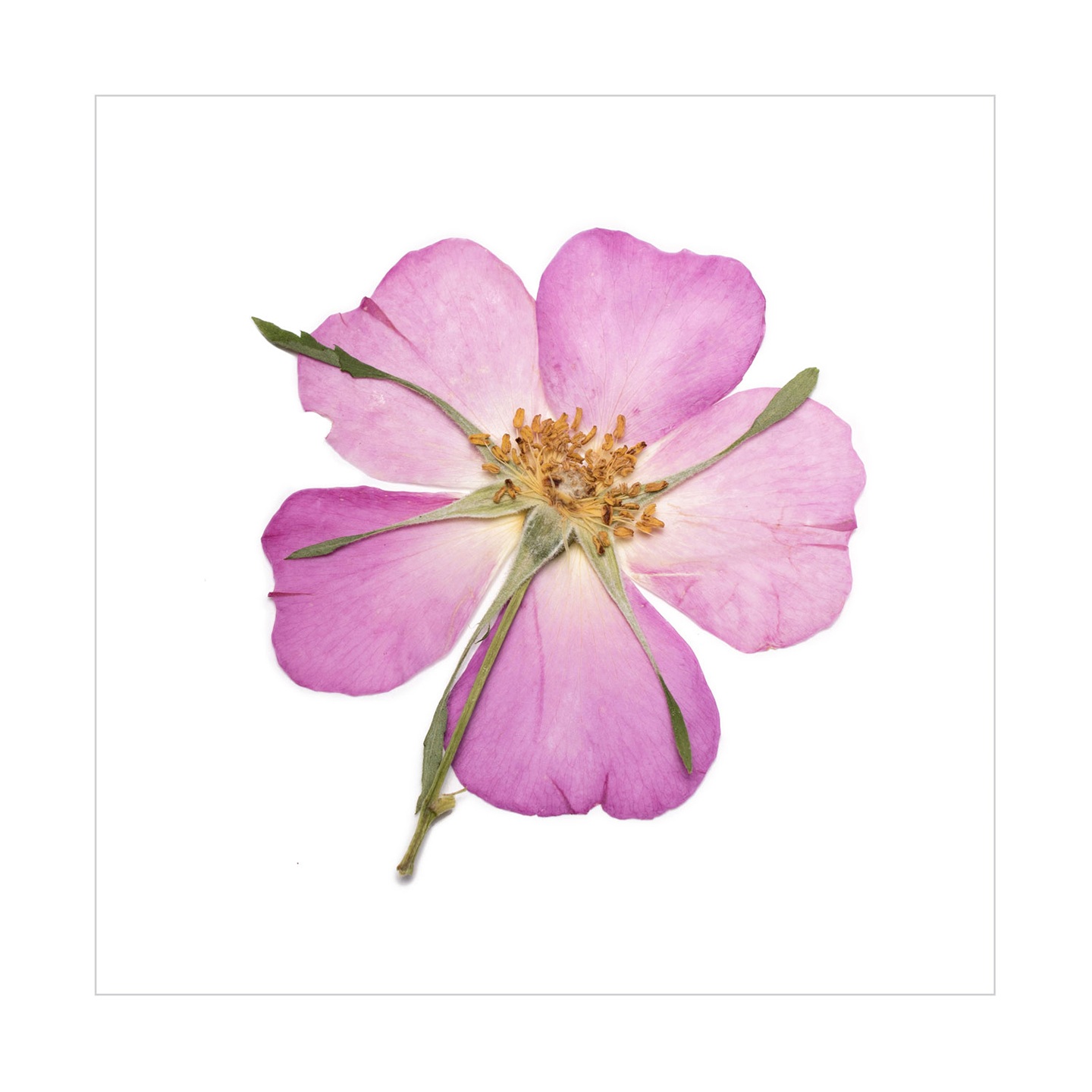 Wild Rose